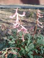 Image of Corydalis glaucescens Regel