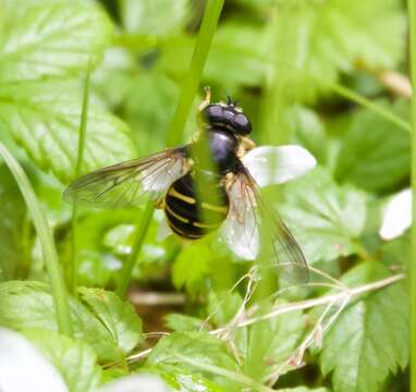 Image of Sericomyia chalcopyga Loew 1863