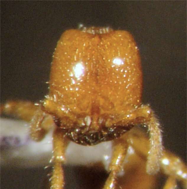 Image of Neivamyrmex leonardi (Wheeler 1915)