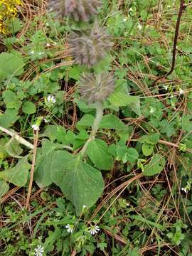 Salvia clinopodioides Kunth resmi