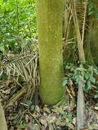 Image of Puerto Rico royal palm