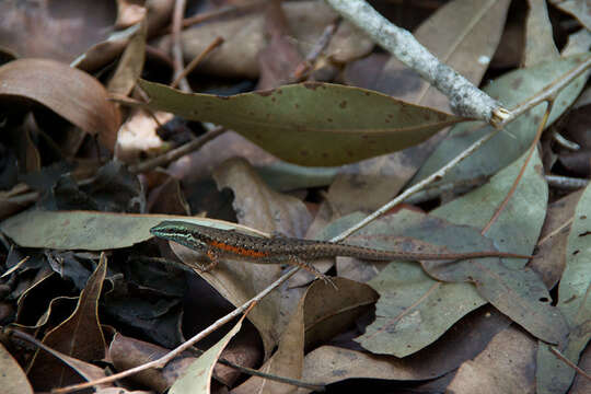 صورة Carlia rufilatus Storr 1974