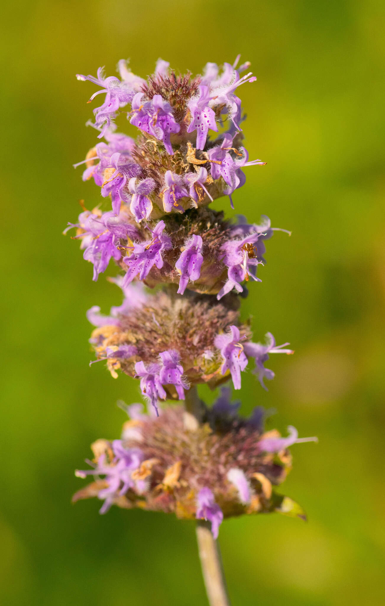 Image of pagoda-plant