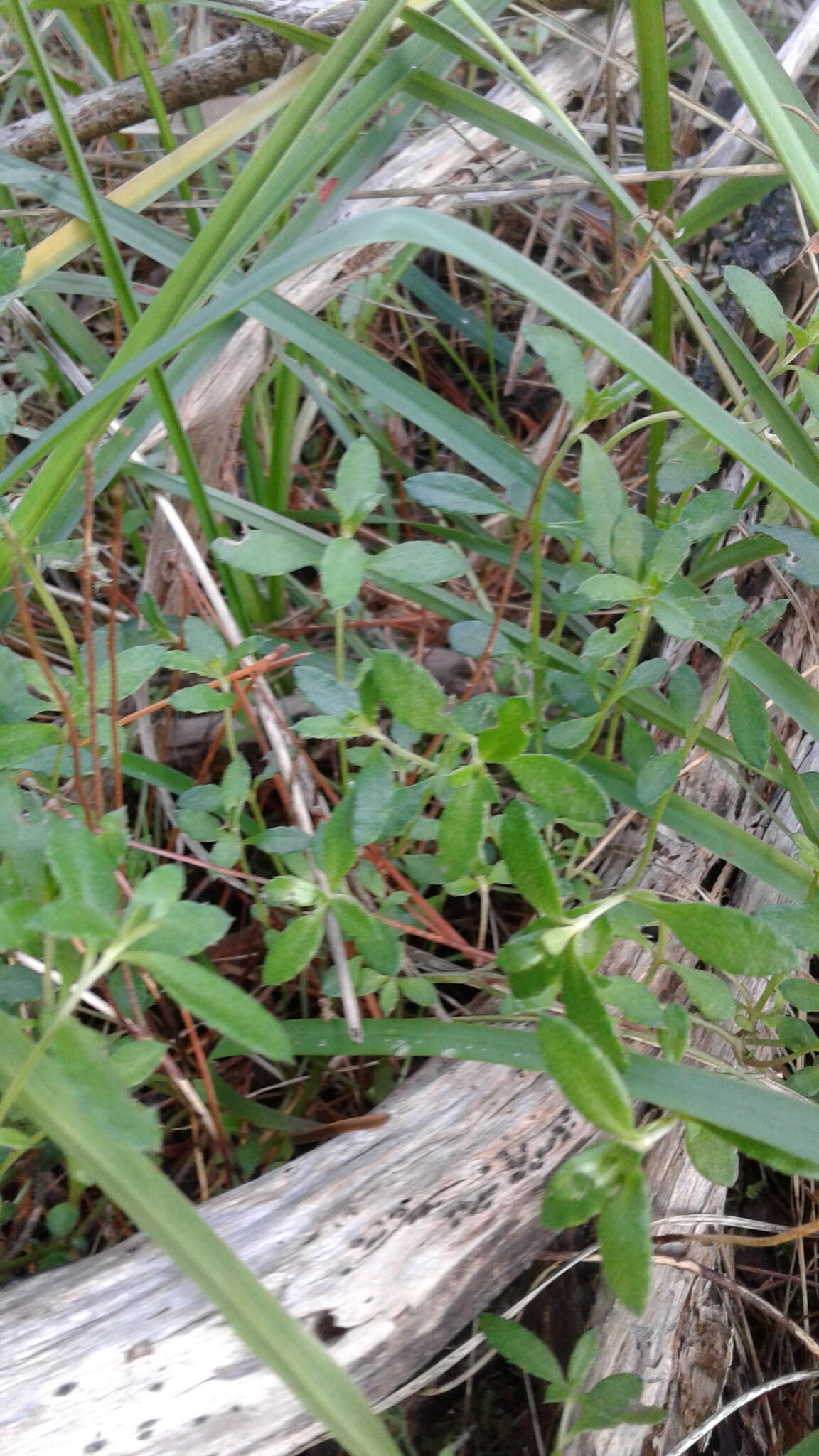 Image of Gonocarpus tetragynus Labill.