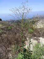 Image of prickly lettuce