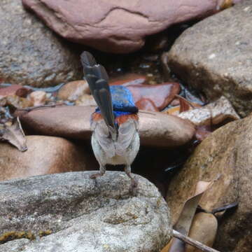 Image of Purple-backed Fairywren