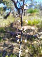 Image of Stylidium carnosum Benth.