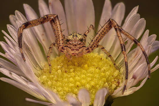 Image of Swift Crab Spider