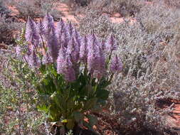 Image of Ptilotus exaltatus Nees