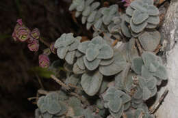 Imagem de Origanum dictamnus L.