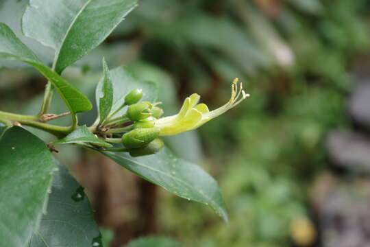 Image of Cantua pyrifolia Juss.