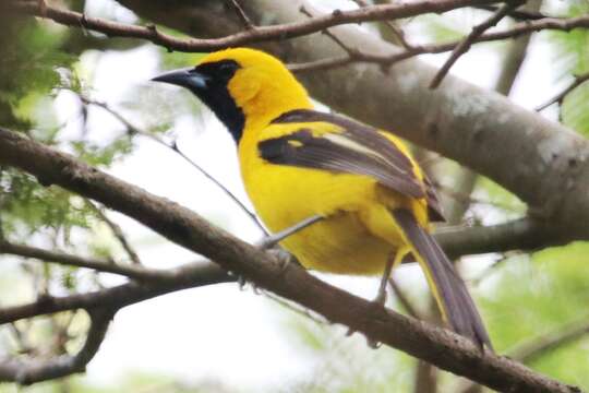 Image de Icterus mesomelas taczanowskii Ridgway 1901