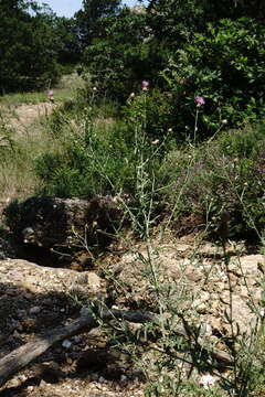 Image of <i>Centaurea comperana</i>