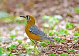 Image of Orange-headed Thrush