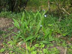 Omphalodes nitida (Willd.) Hoffmanns. & Link的圖片