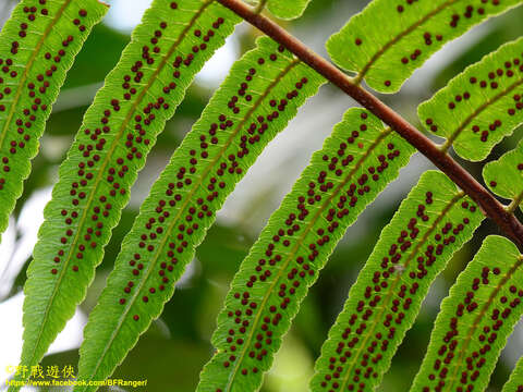 Image of Alsophila podophylla Hook.