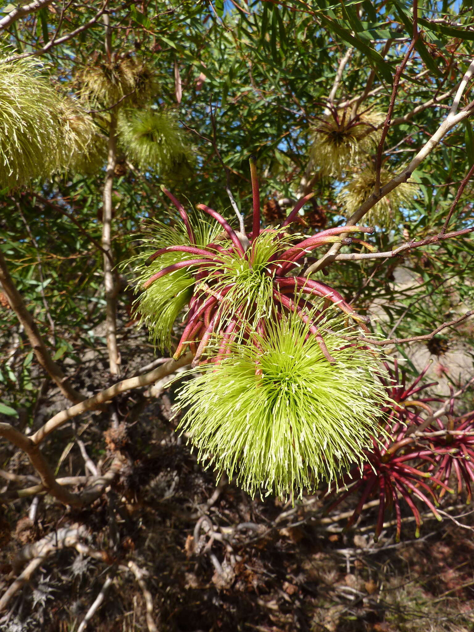 Image of Eucalyptus mcquoidii Brooker & Hopper