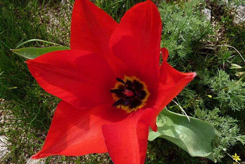 Image of Tulipa fosteriana W. Irving