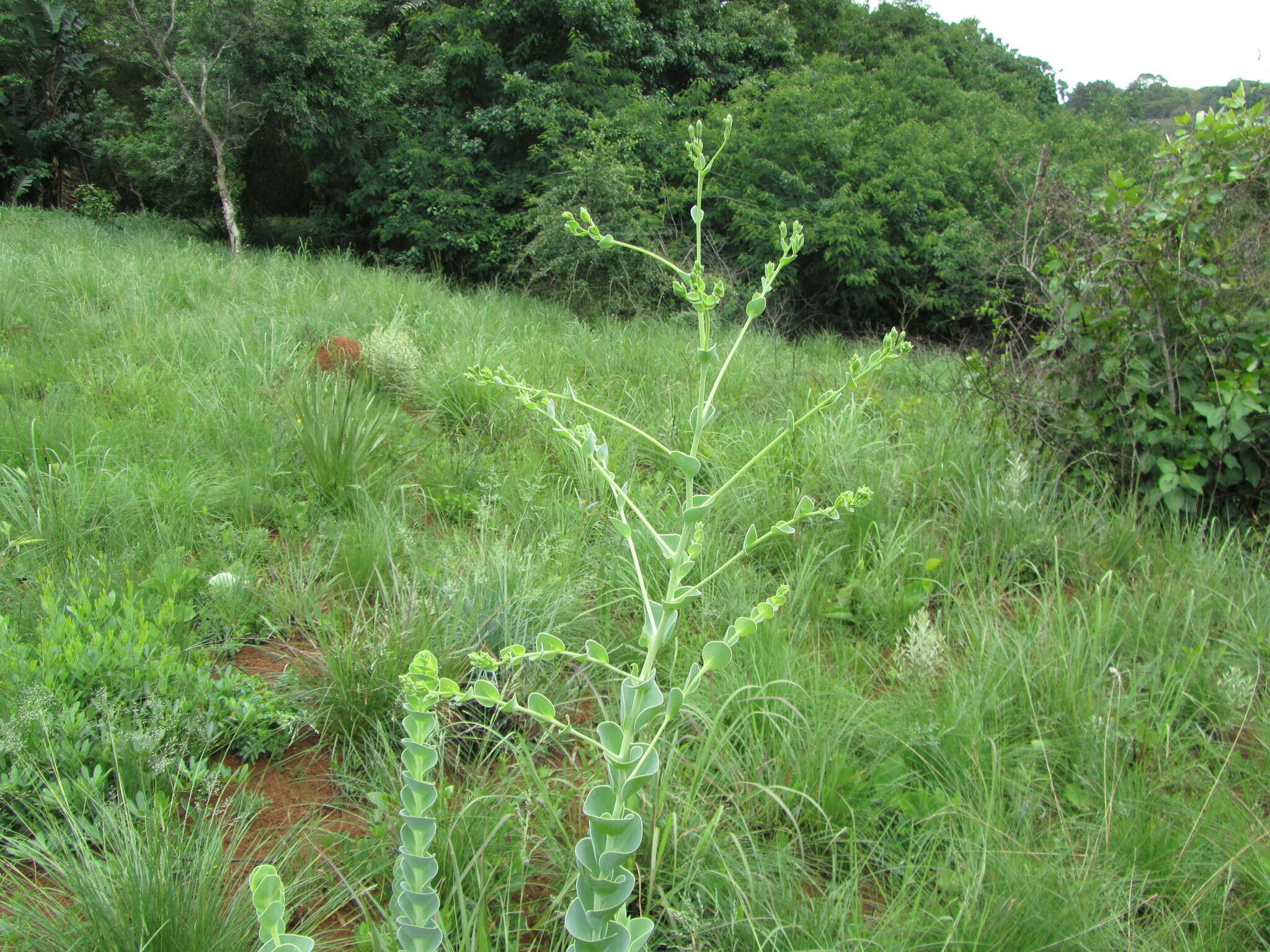 Image of Lopholaena segmentata (Oliv.) S. Moore