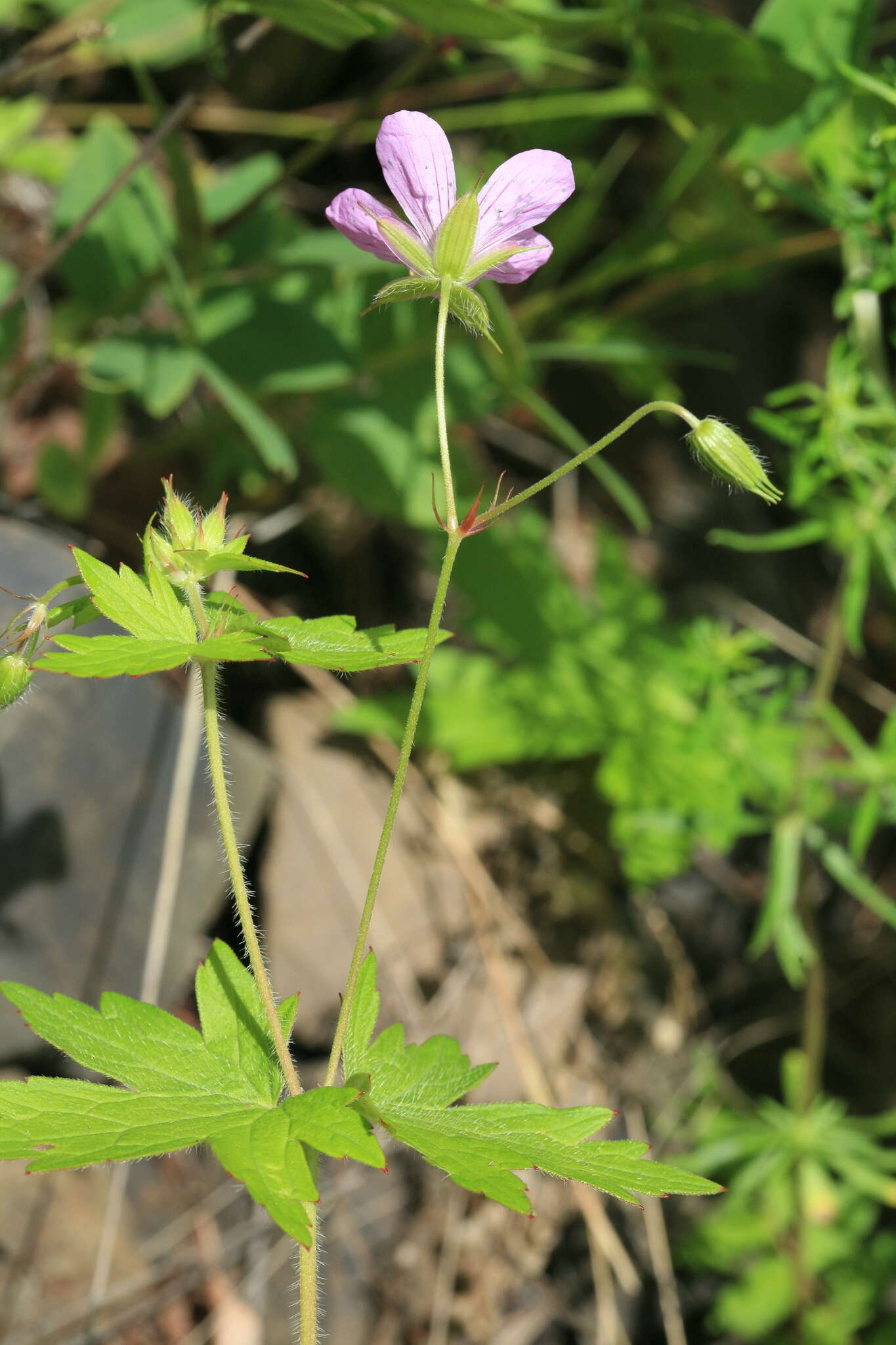 Image of Geranium maximowiczii Regel & Maack ex Regel