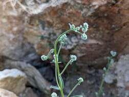 صورة Cryptantha gracilis Osterh.