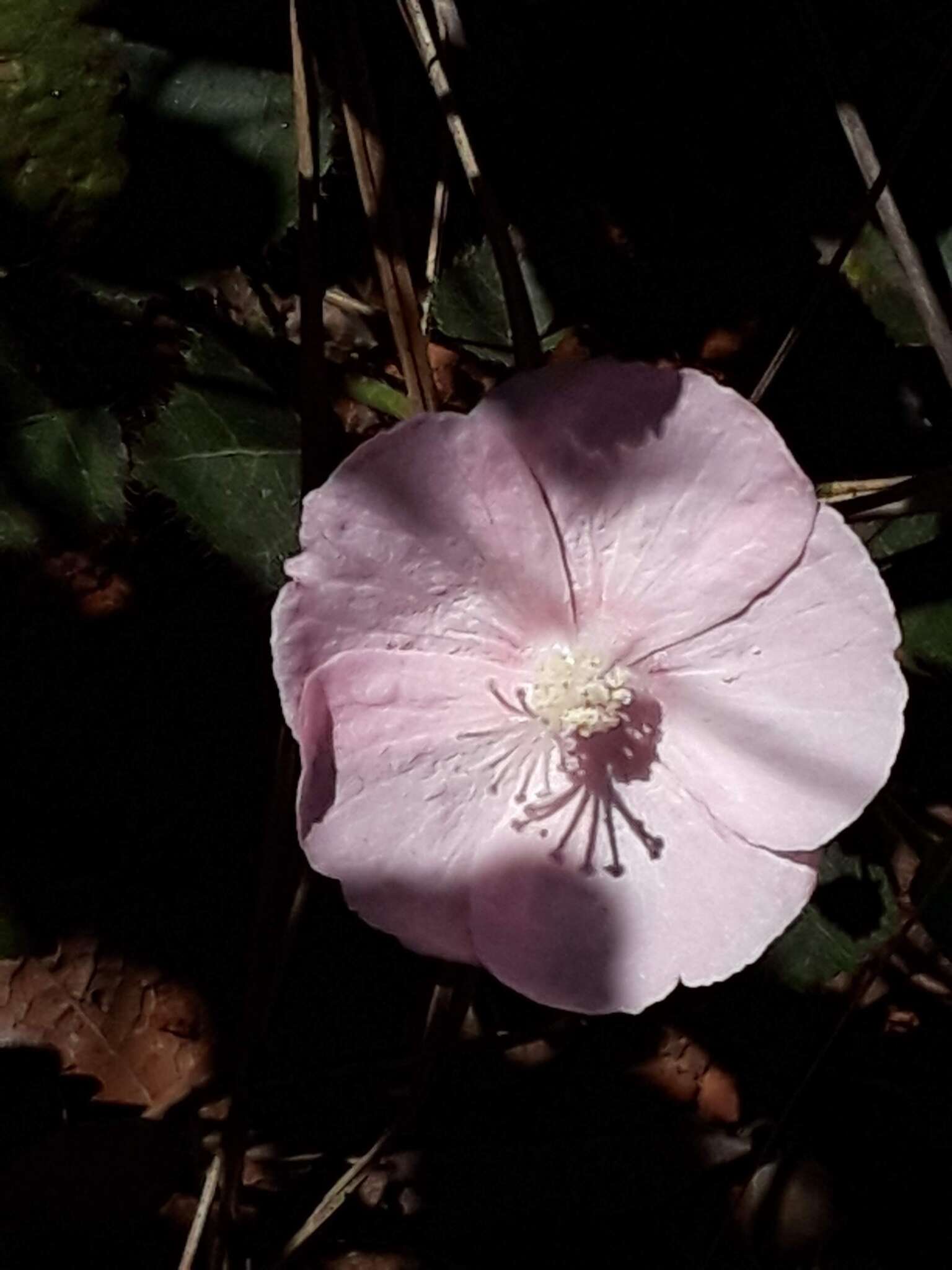 Image of Pavonia rosa-campestris A. St.-Hil.