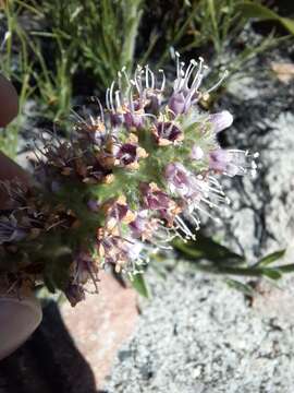 Echiostachys ecklonianus (DC.) Levyns resmi