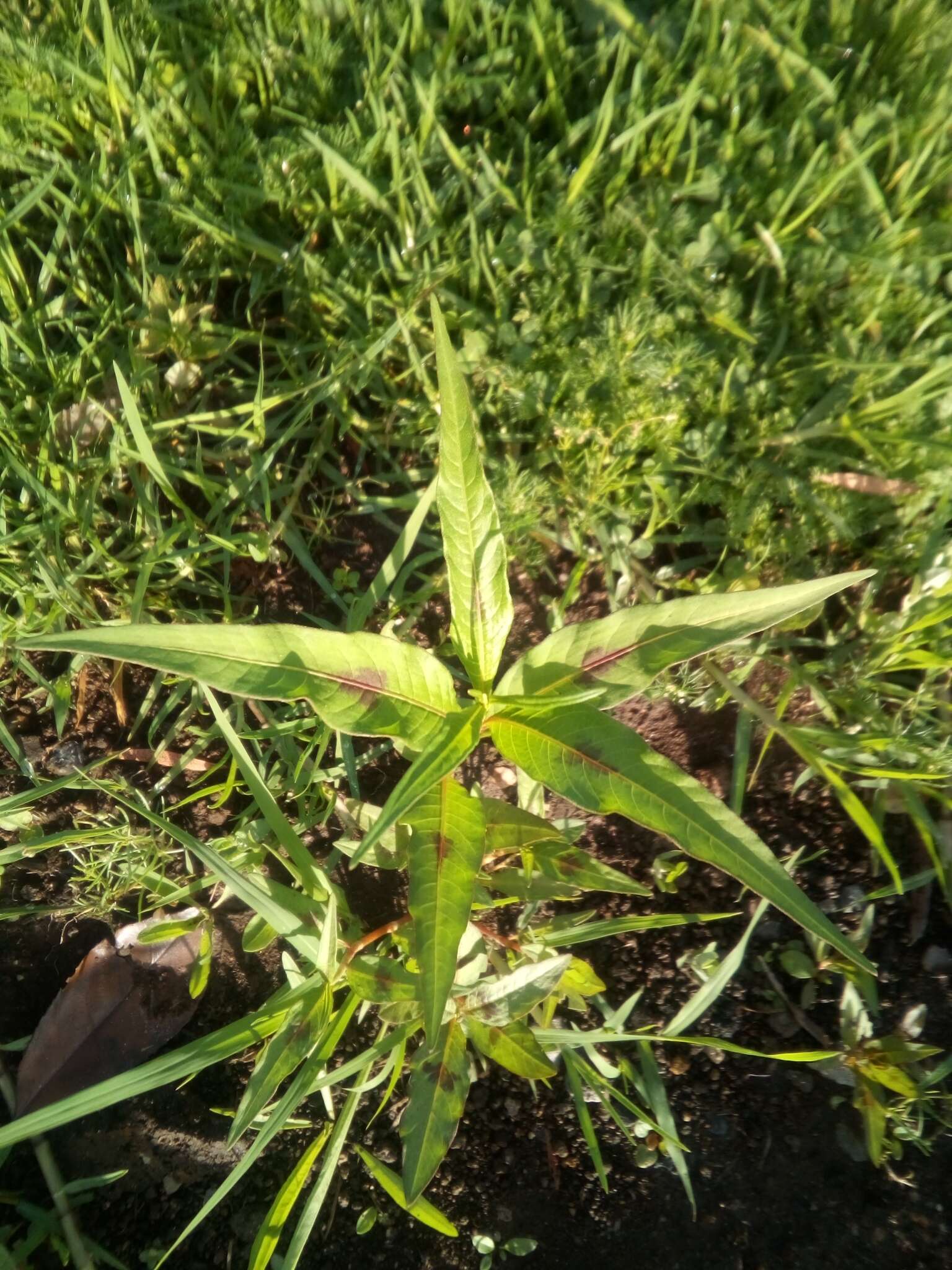 Image of Snake-root