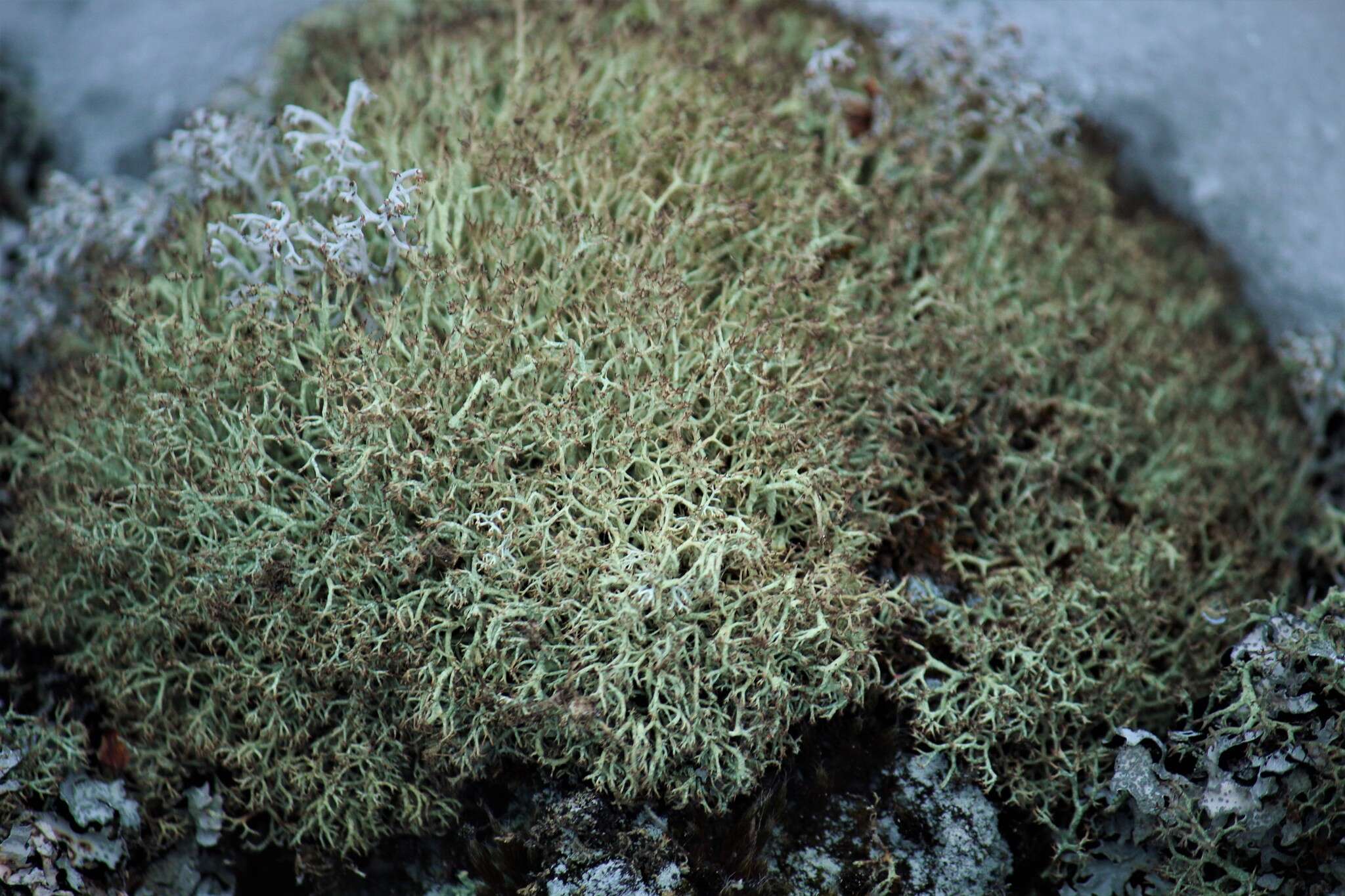 Image of cup lichen