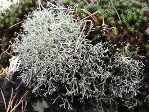 Image of Cladonia uncialis subsp. uncialis (L.) Weber ex F. H. Wigg.