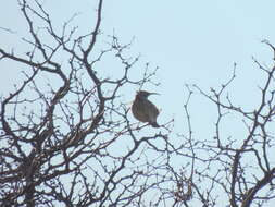 Image of Scale-throated Earthcreeper