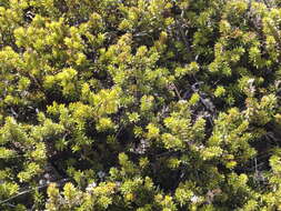 Image of Alpine Totara