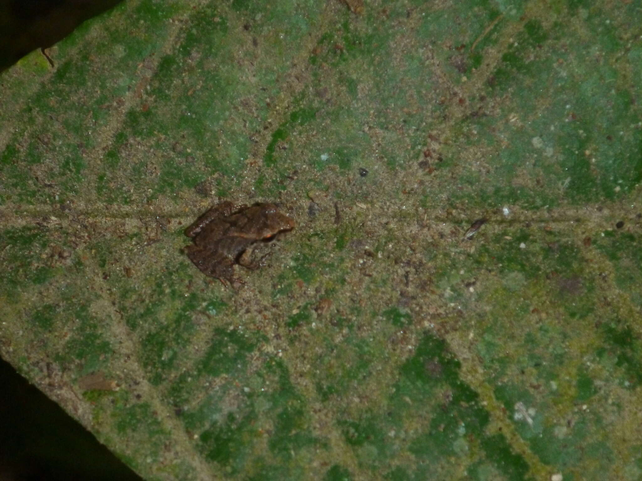 Image of Cachabi Robber Frog