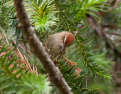 Image of Pallid Spinetail