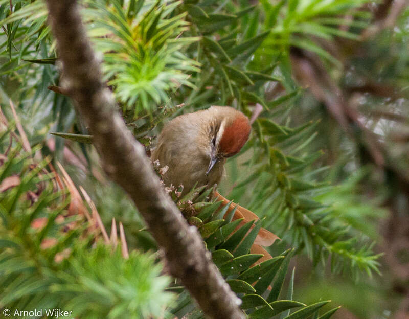 Image of Pallid Spinetail