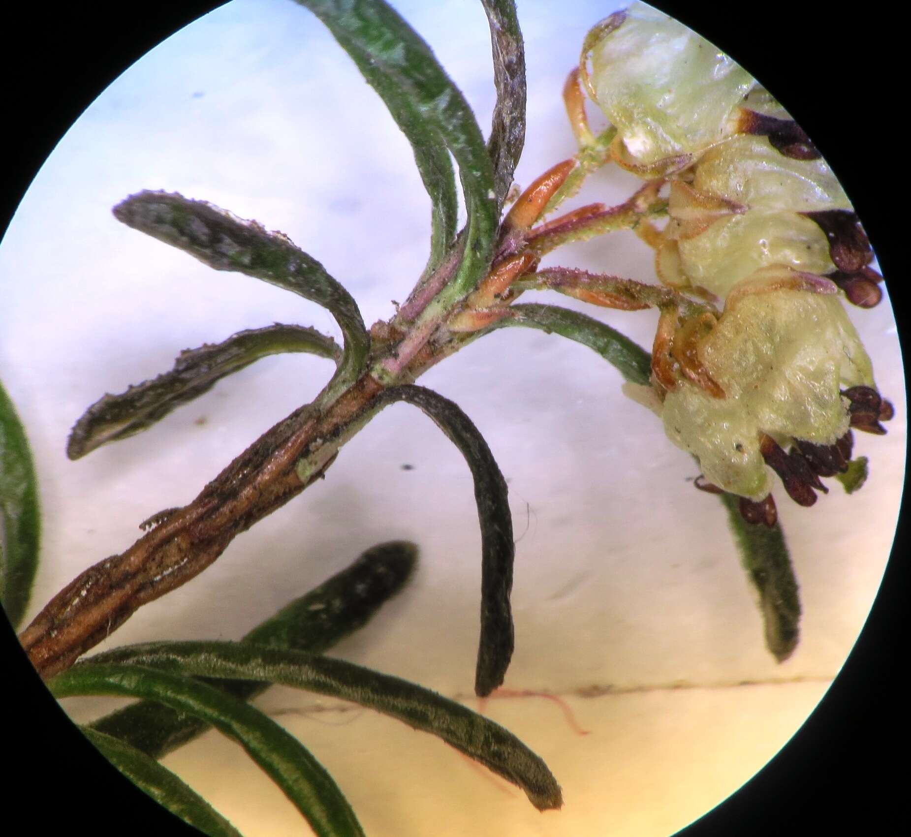 Image of Blunt Heath