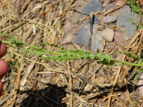 صورة Nicotiana noctiflora Hook.