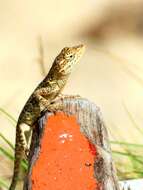 Image of Bulky Anole