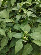 Image of Ethiopian nightshade