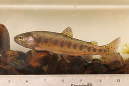 Image of Oncorhynchus mykiss gairdnerii (Richardson 1836)