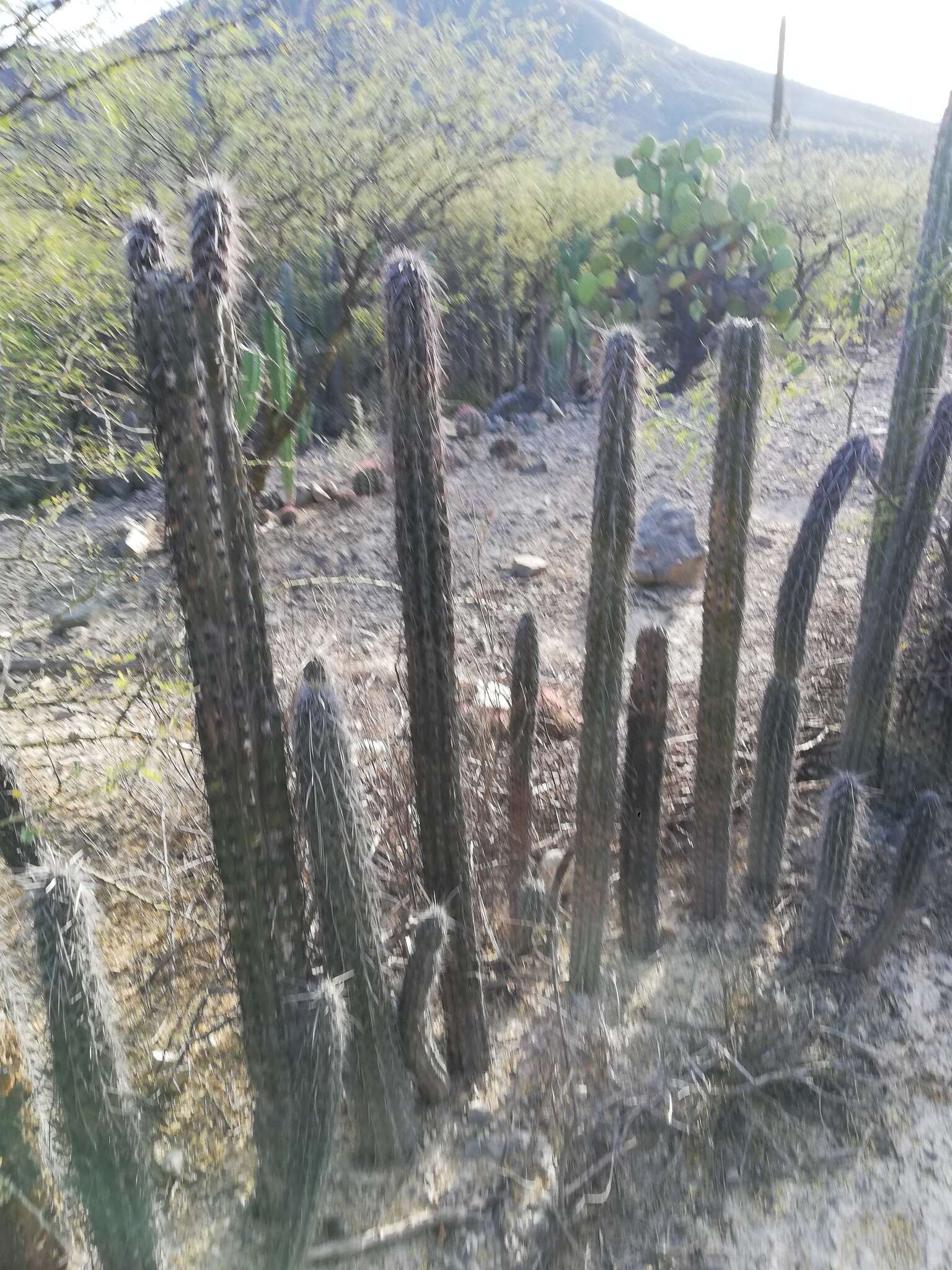 Image of Pachycereus hollianus (F. A. C. Weber) Buxb.