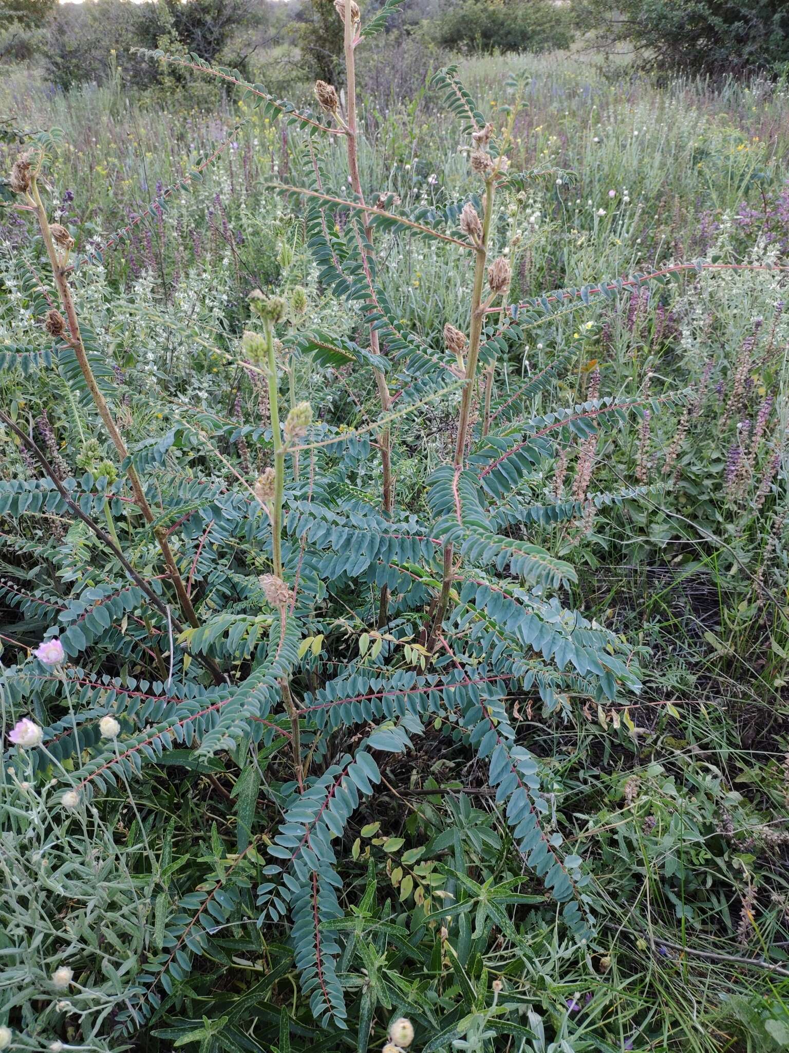 Imagem de Astragalus ponticus Pall.