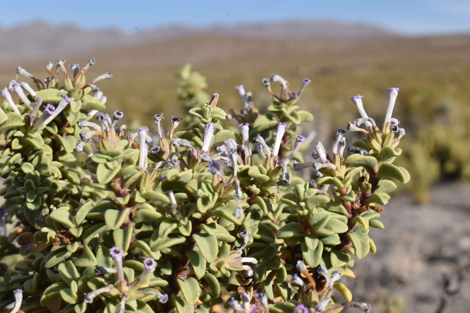 Image of Lampayo officinalis F. Phil. ex Murillo