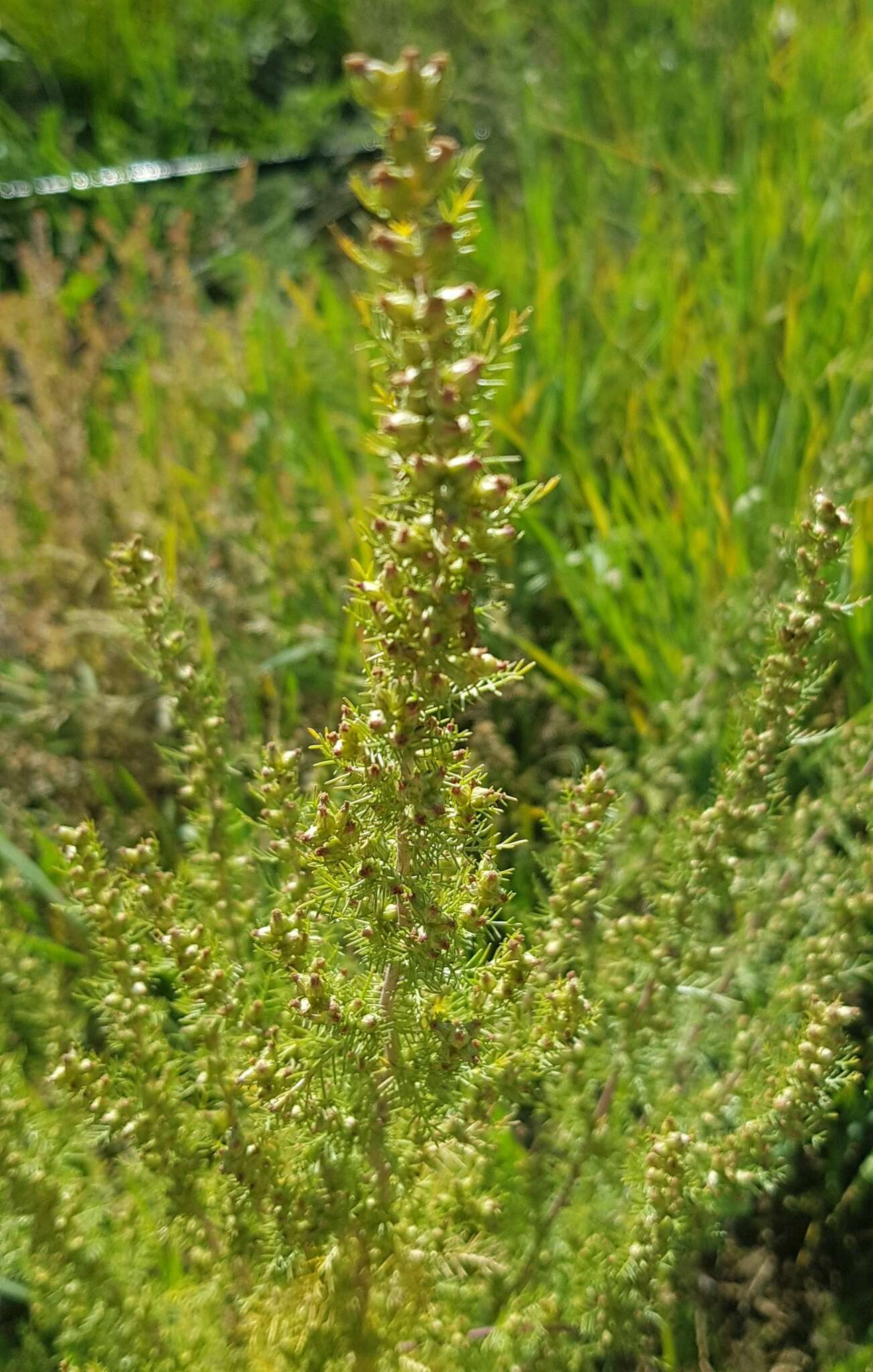 Image of Neopallasia pectinata (Pall.) Poljakov