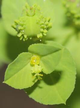 Imagem de Euphorbia alta Norton