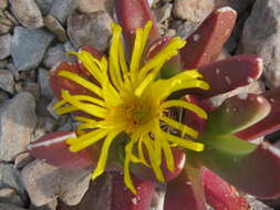 Image of Glottiphyllum regium N. E. Br.