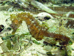 Image of Sea Horse