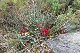 Fascicularia bicolor subsp. bicolor的圖片