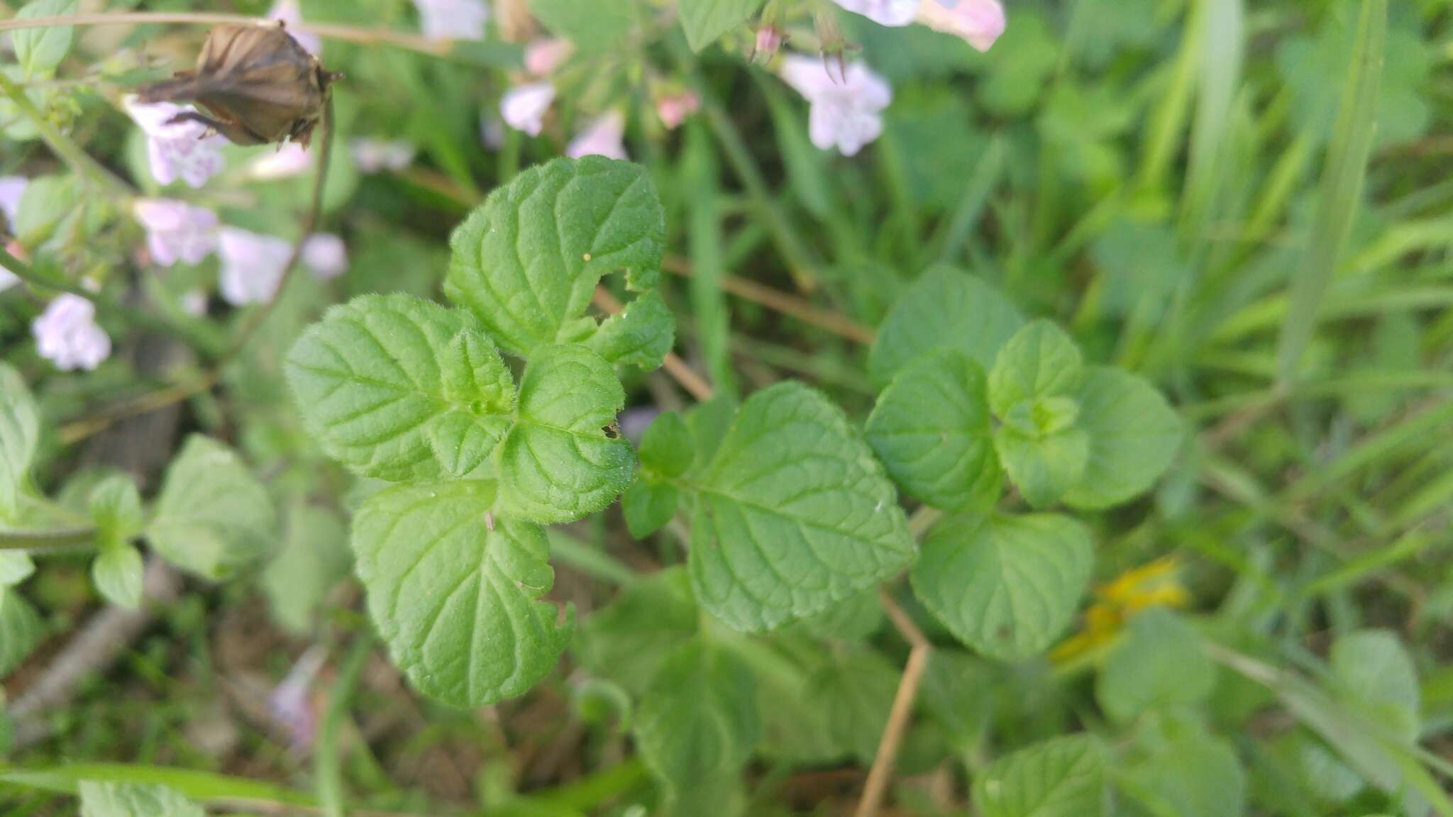 Image of lesser calamint