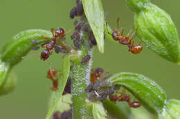 Image of European fire ant